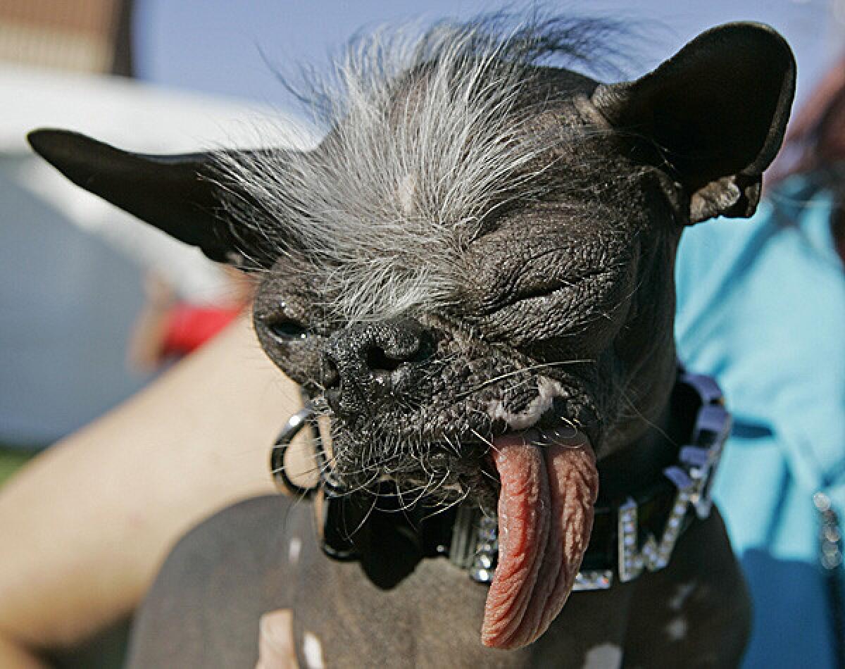 Elwood won the title of World's Ugliest Dog in 2007.