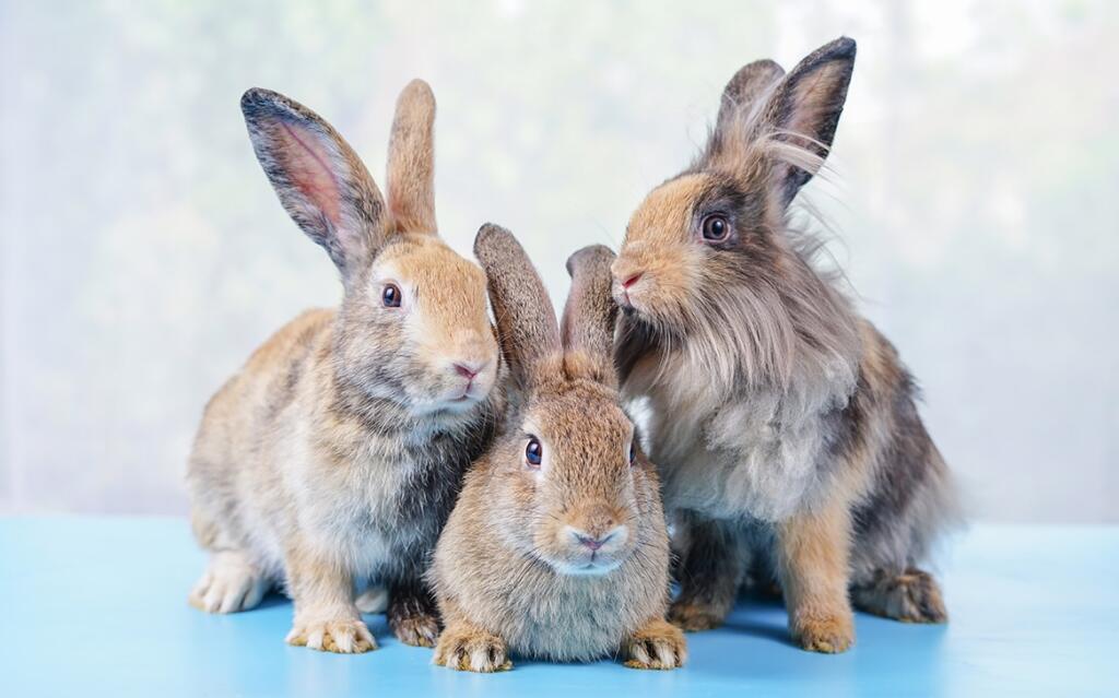 The Most Popular Variety of Rabbit Breeds You Can Own as a Pet in the U ...
