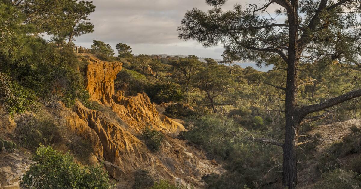 A tree like no other: New exhibit celebrates the Torrey Pine State ... - The San Diego Union-Tribune