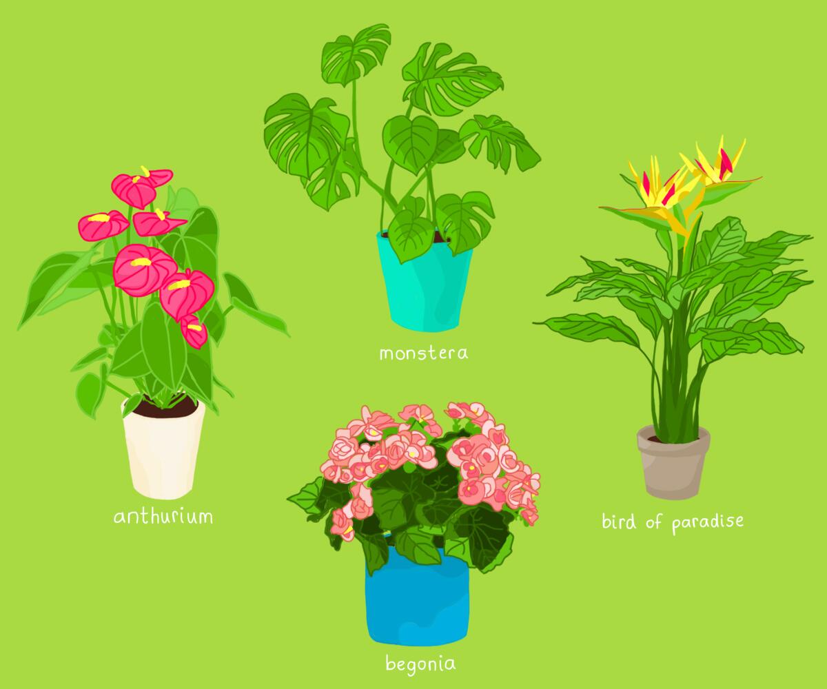 An illustration of FlyPlant's favorite plants: anthurium, monstera, bird of paradise and begonia