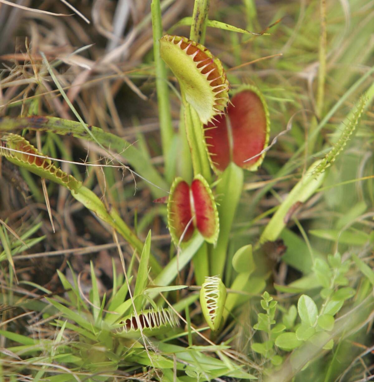 carnivora plant