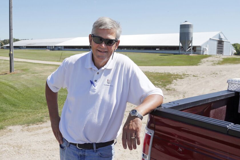 FILE - In this July 23, 2015 photo, Greg Langmo poses at one of his turkey farms near Litchfield, Minn. Nearly 7 million chickens and turkeys in 13 states have been killed this year after they contracted avian influenza, prompting officials and farmers to acknowledge that, despite their best efforts, stopping the disease from infecting poultry is proving to be incredibly difficult. State and federal officials remain hopeful that the disease won't spread as extensively as an outbreak in 2015 that resulted in the deaths of about 50 millions chickens and turkeys, causing egg and meat prices to soar. (AP Photo/Jim Mone File)