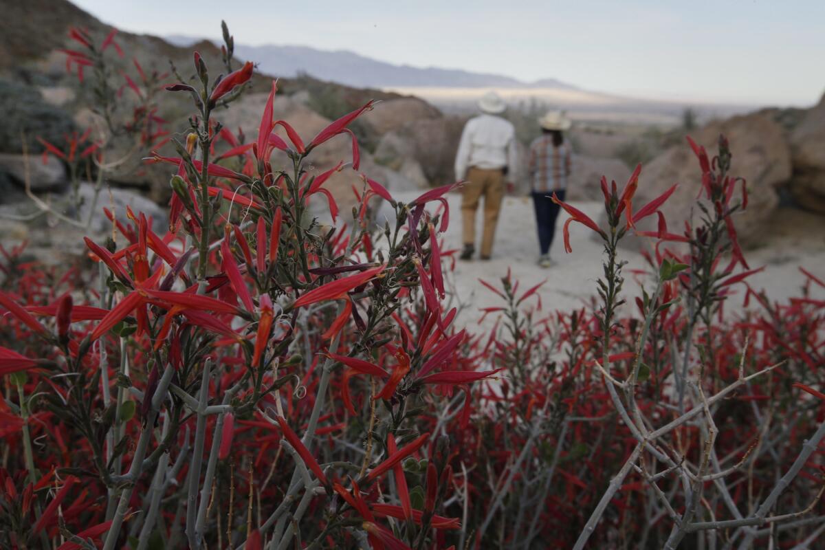 Chuparosa bush in Glorietta Canyon at Anza-Borrego Desert State Park.