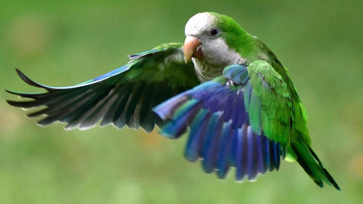 Parakeets can be easygoing road-trip companions.