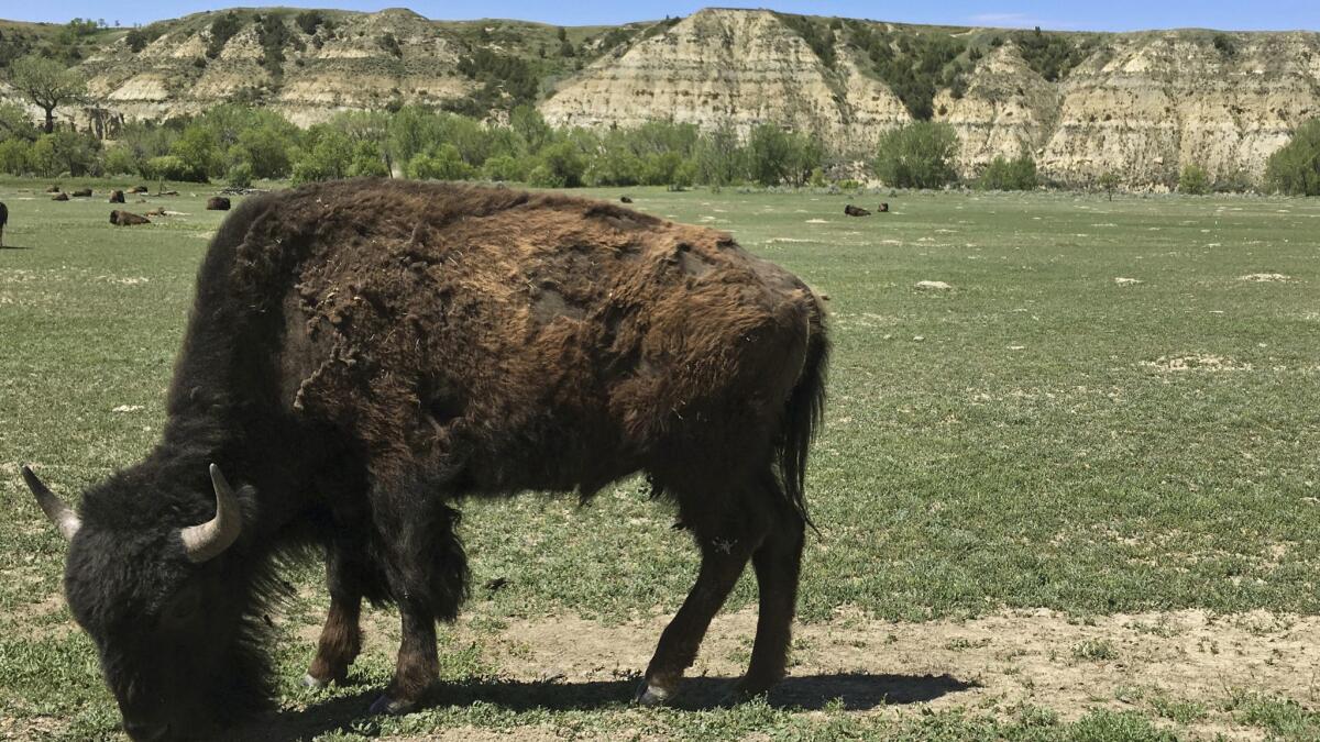A bison in Theodore Roosevelt National Park in western North Dakota.