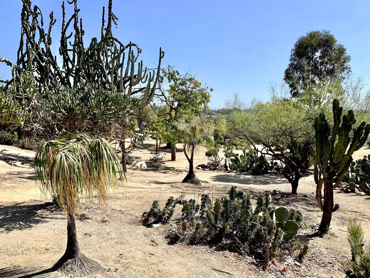 The 2.5-acre Desert Garden at Balboa Park contains more than 1,300 plants, including many from around the world.