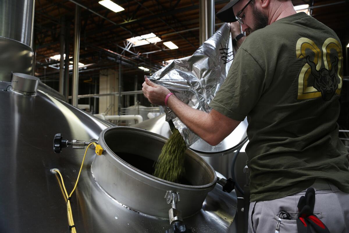 Hops are poured into a brew kettle at Stone Brewery in Escondido on October 12, 2016.