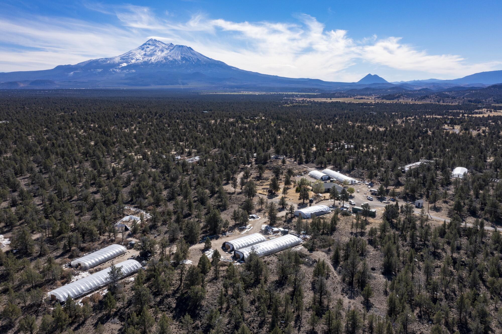 Mt. Shasta looms over greenhouses in Siskiyou County.