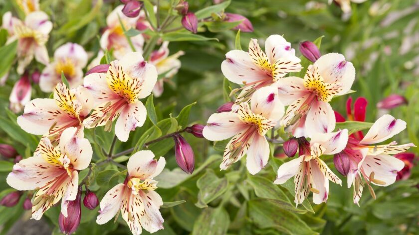 Pulling out the stalks of Alstroemeria (Peruvian lily) encourages the plant to produce more flower stalks.