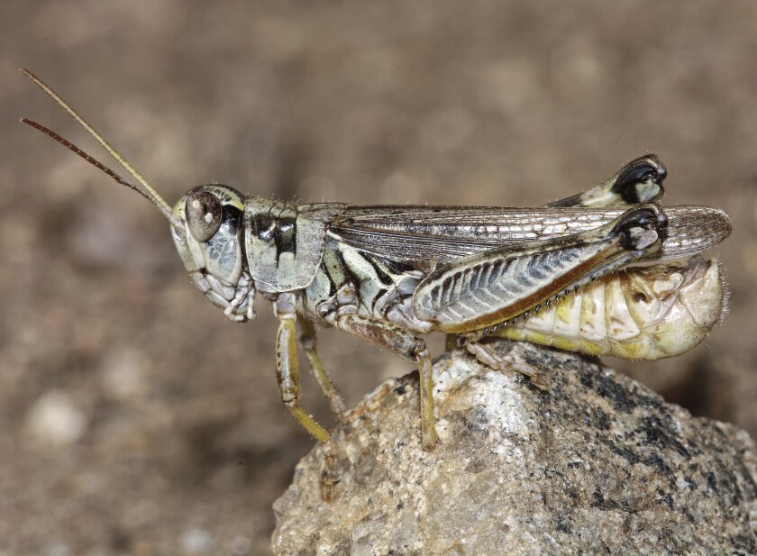This undated photo provided by the U.S. Department of Agriculture's Animal and Plant Health Inspection Service shows a male migratory grasshopper. Besides feeding on grasslands, large grasshopper populations can also devastate cultivated crops such as alfalfa, wheat, barley, and corn. (U.S. Department of Agriculture's Animal and Plant Health Inspection Service via AP)