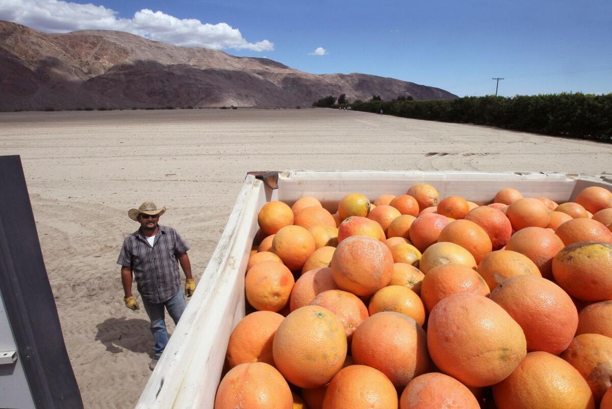 At Seley Ranch, truck driver Arturo Romero checks the load of just picked organic grapefruit he’s about to haul to the Riverside County community of Mecca. — Charlie Neuman