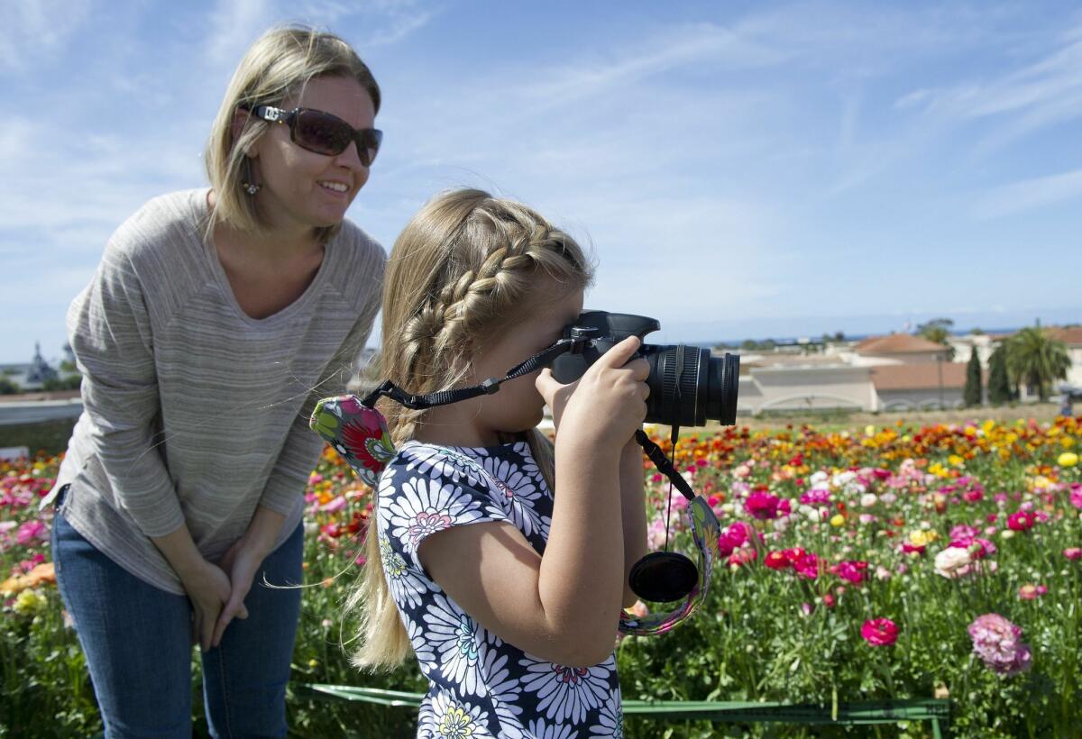 Five year old Mikaela Stevens uses her mom Jenny's camera to snap a photo in The Flower Fields at Carlsbad Ranch. The Stevens family made the trip from Brawley to see the flowers while they are in bloom. — Andy Wilhelm