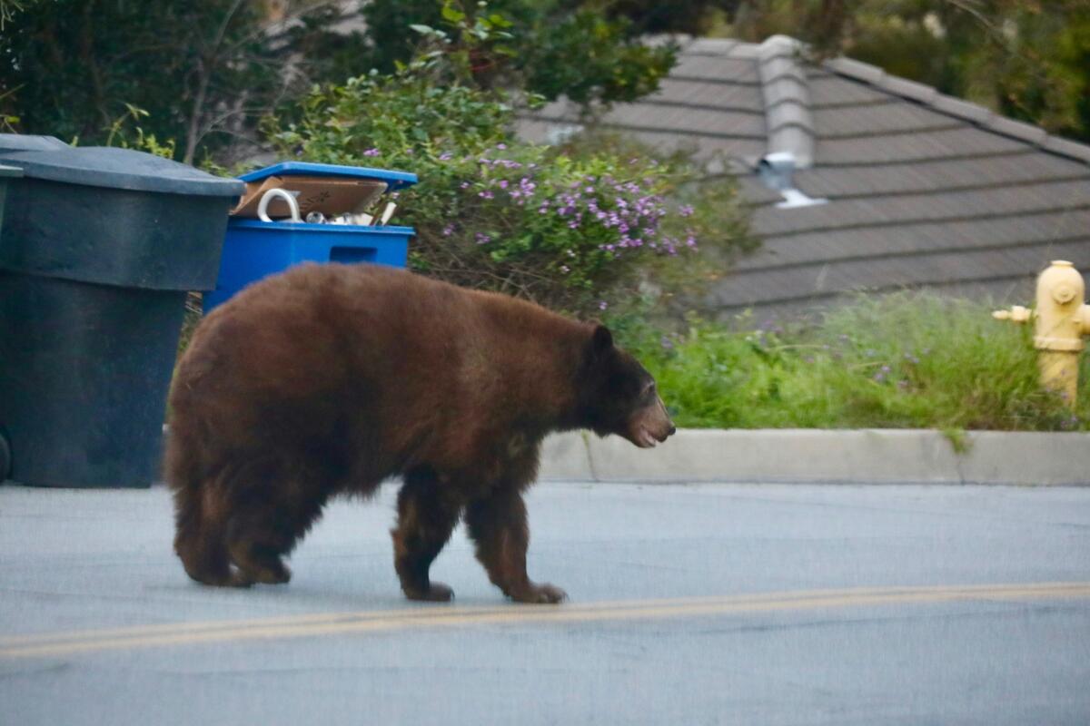 A black bear wanders along Canyon Road in Arcadia on Wednesday.