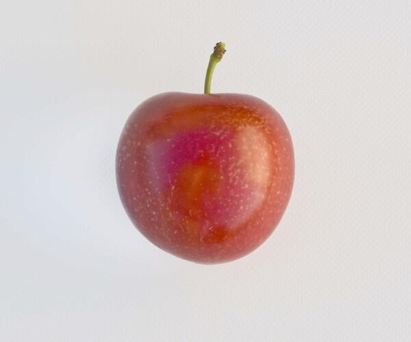 Cherry-plum hybrid