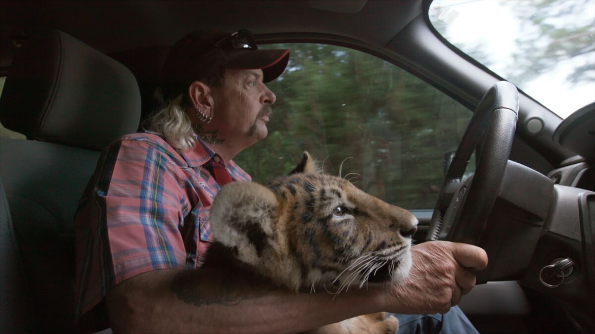 Joe Exotic rides with a tiger in his car in a scene from "Tiger King."