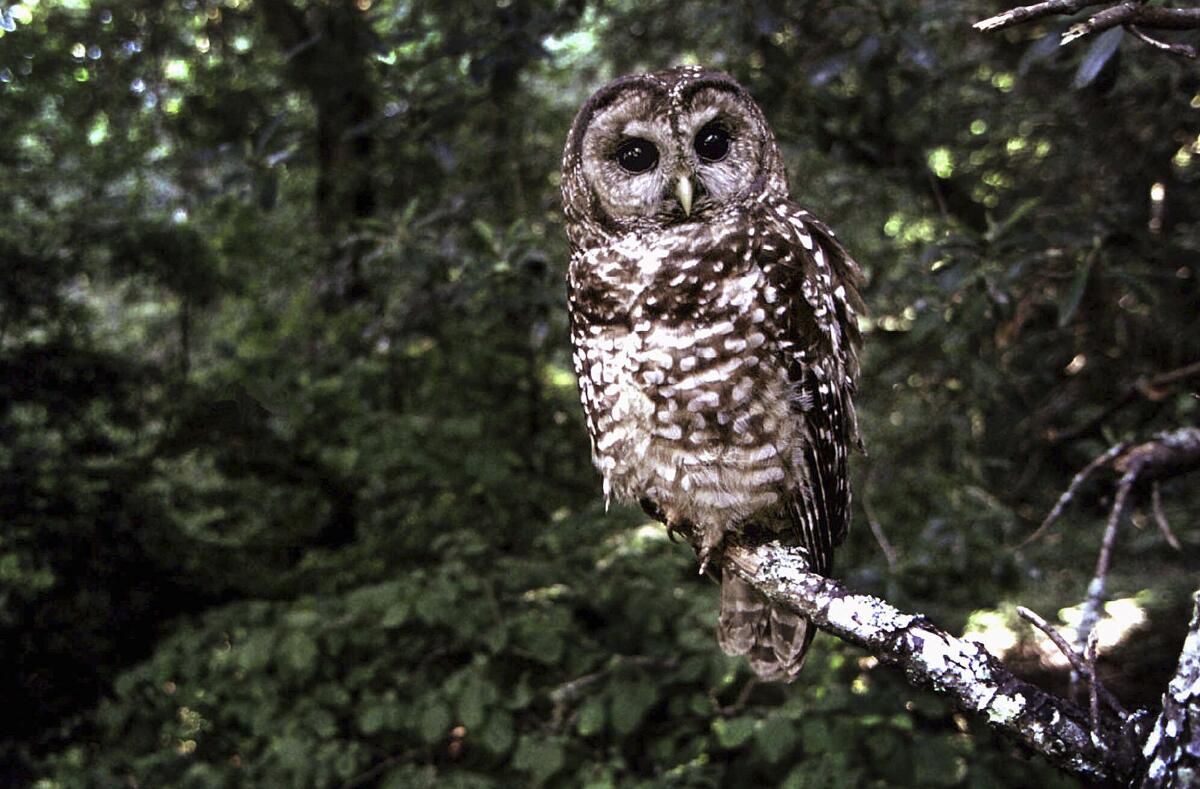 FILE - In this June 1995, file photo a Northern Spotted owl sits on a branch in Point Reyes, Calif. Wildlife officials say the northern spotted owl has been listed under the California Endangered Species Act. A federal judge on July 5, 2022, threw out a host of actions by the Trump administration to roll back protections for endangered or threatened species, a year after the Biden administration said it was moving to strengthen those species protections. (AP Photo/Tom Gallagher, File)