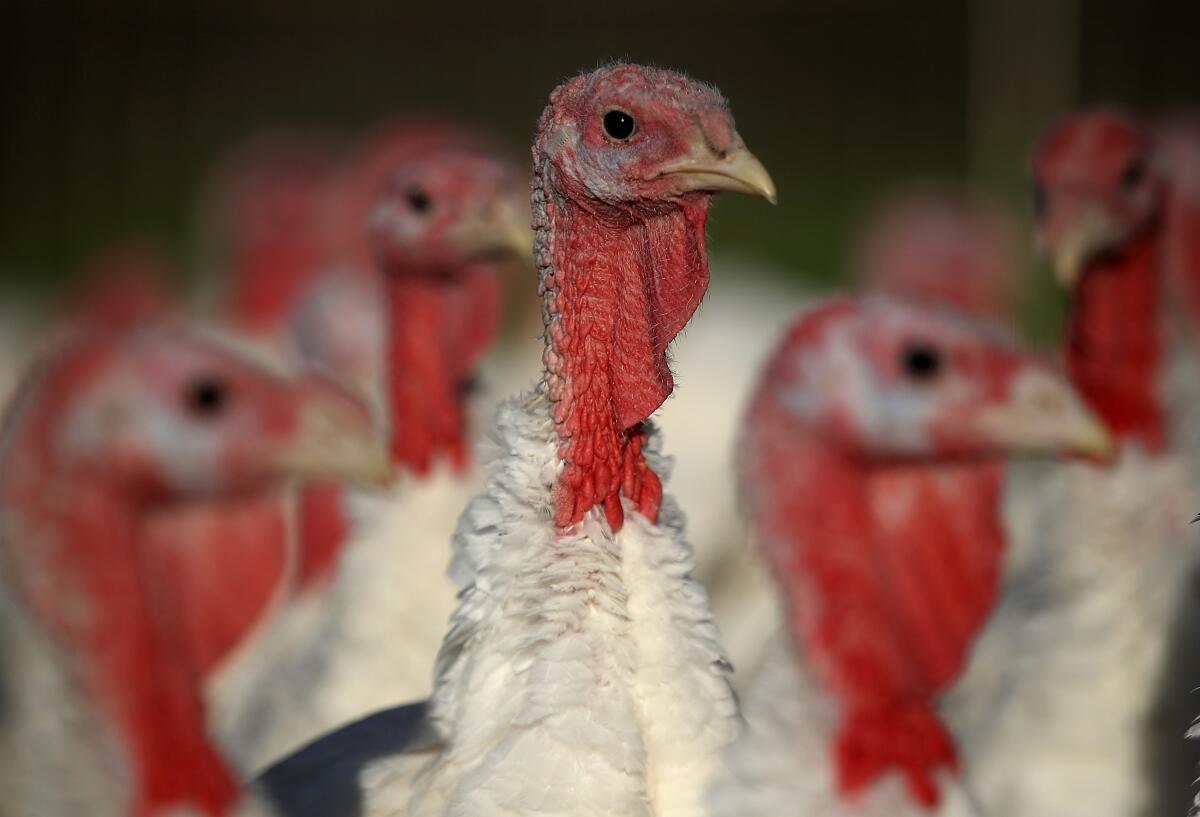 A closeup of turkeys standing in their enclosure.