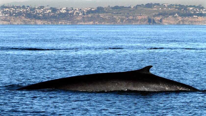 An endangered fin whale surfaces while feeding. The Navy says that training, at most, could kill 130 marine mammals in five years.