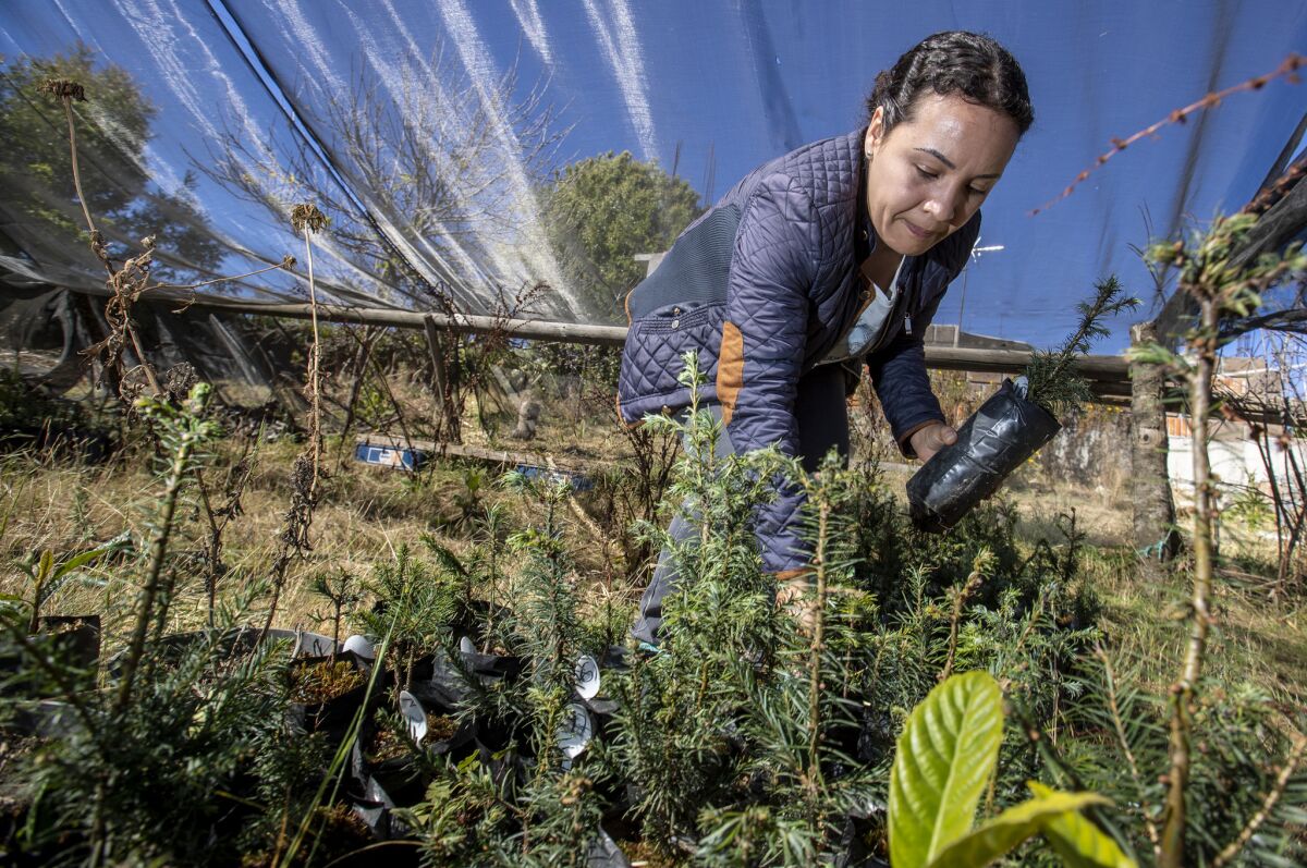 Doctoral student Erika Gomez sorts through oyamel fir saplings maturing in a greenhouse on Francisco Ramirez Cruz's ranch. (Brian van der Brug / Los Angeles Times)