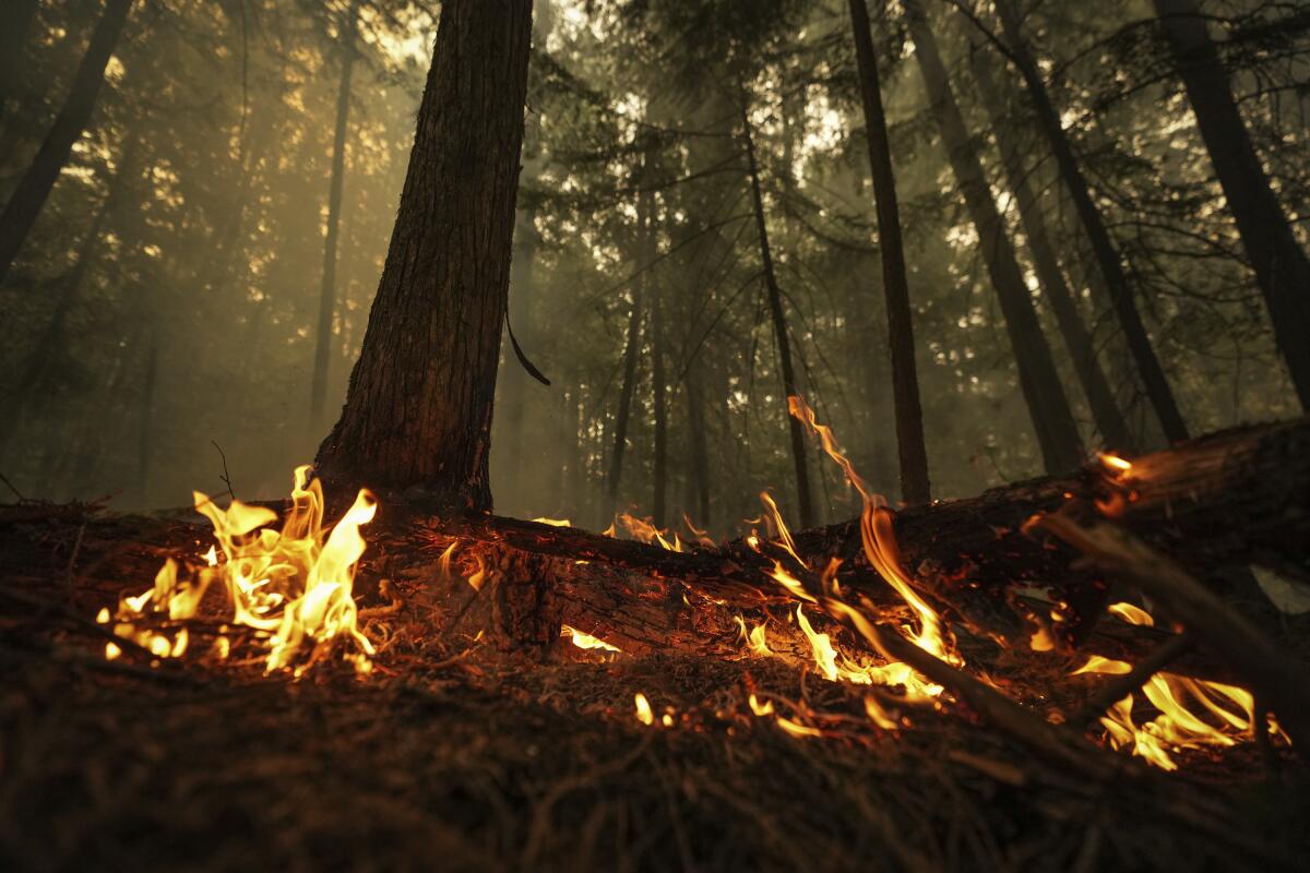 Llamas de un incendio forestal arden el domingo 20 de agosto de 2023 