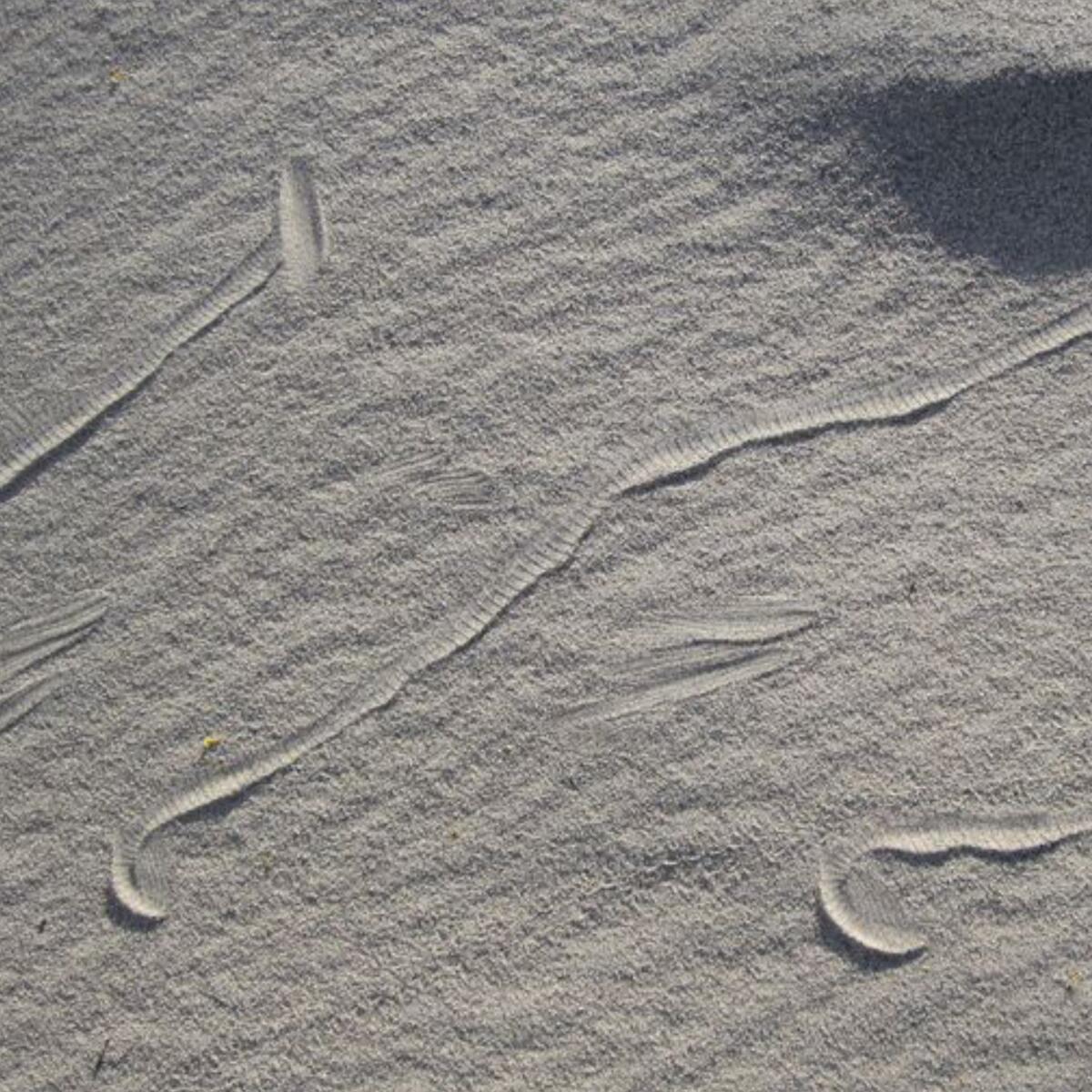 Trails in the sands of the Mojave Desert are from snakes