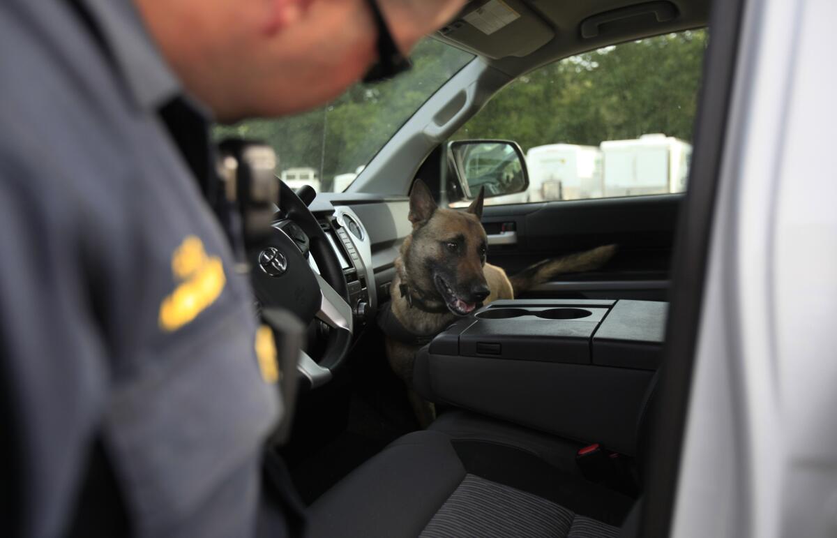 A Ukiah, Calif., police officer works with a dog to search for drugs or cash in a motorist's car on May 14, 2014.