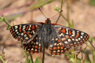Quino checkerspot butterfly