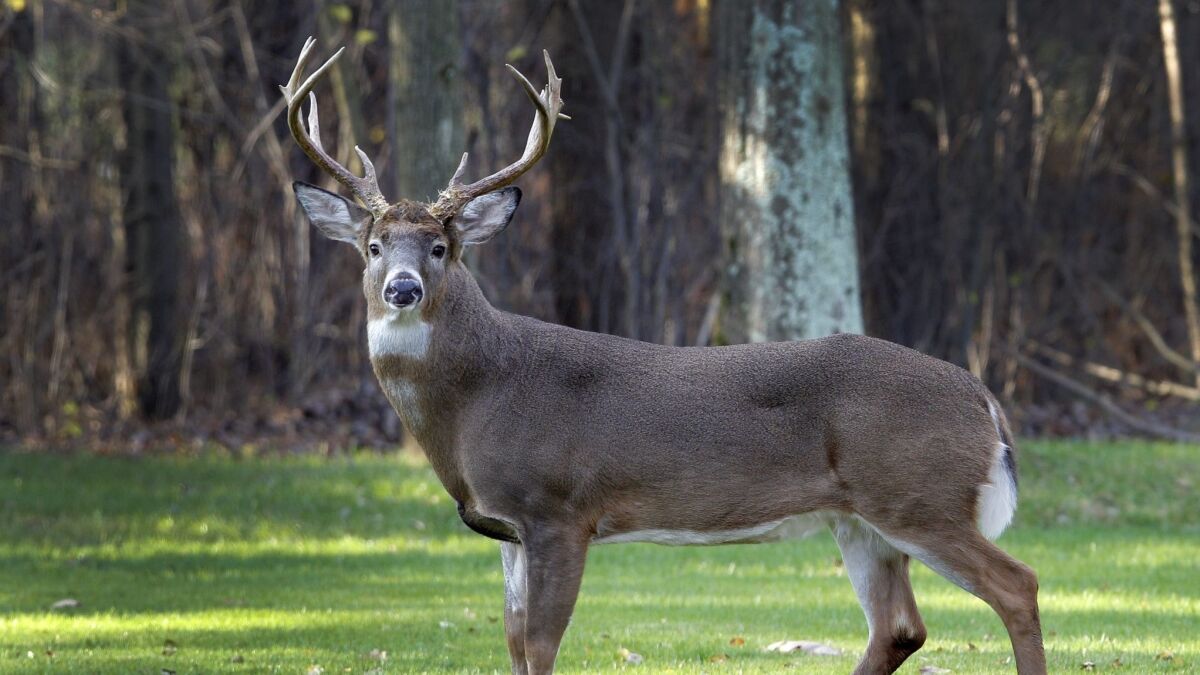 A white-tailed deer buck