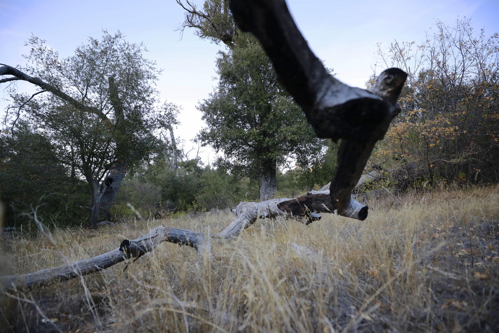 Criminalist Kevin Brown hanged himself at Cuyamaca Rancho State Park.
