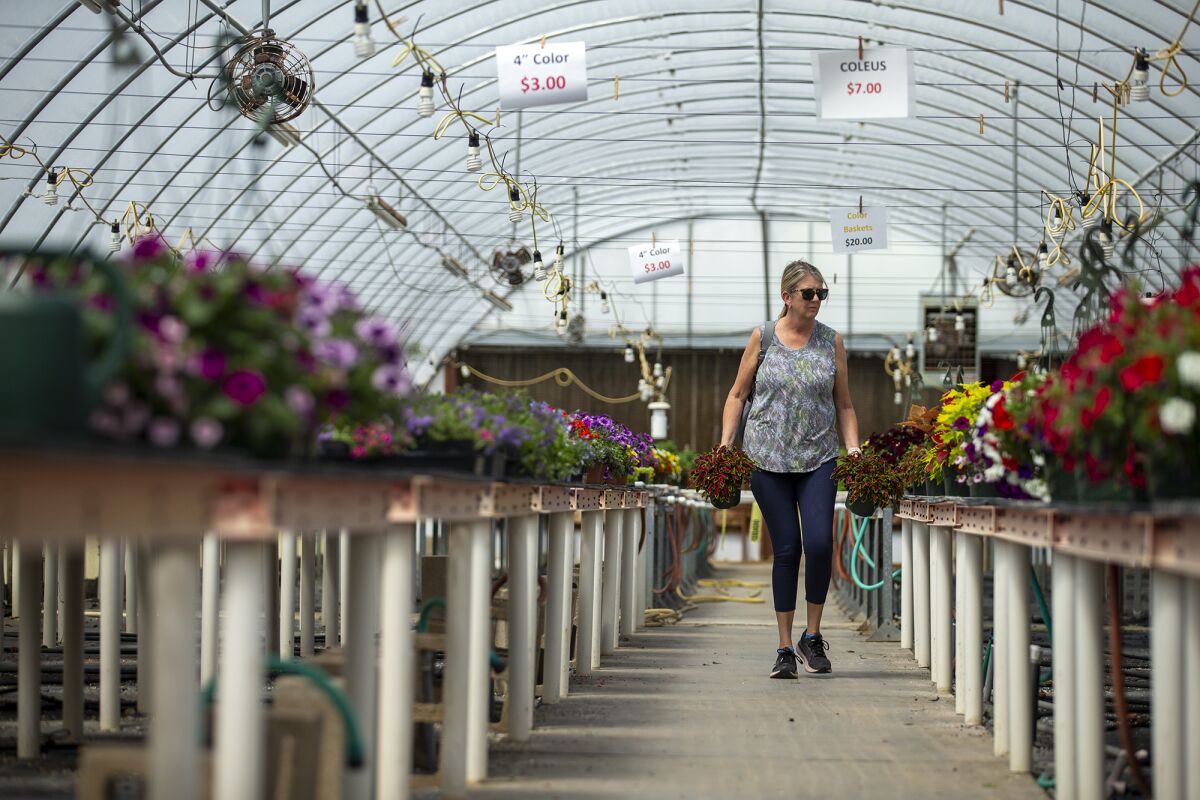 Gail Haghjoo shops for flowers during a plant sale at Orange Coast College's Horticulture Garden Lab Friday.