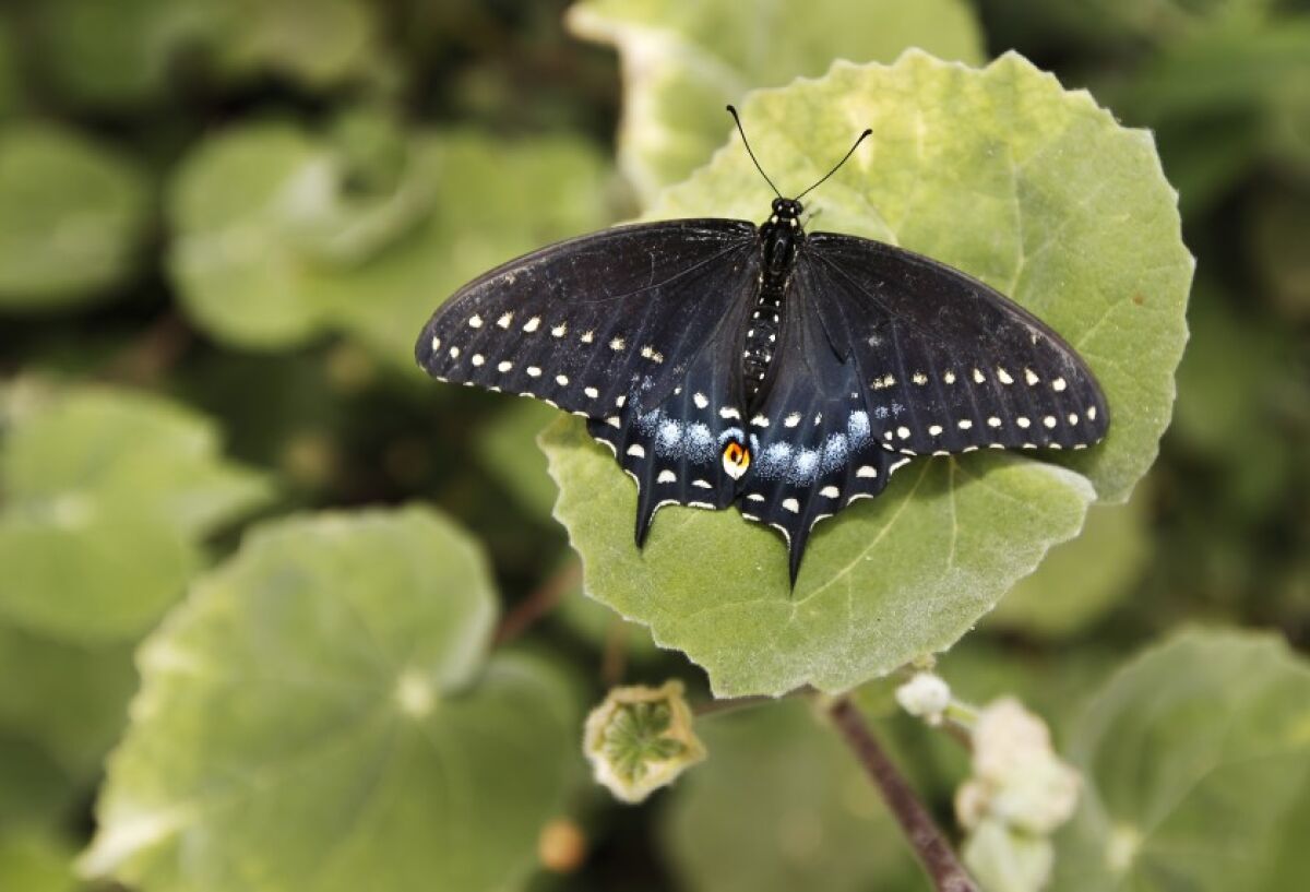 A black swallowtail butterfly lands on a plant in the vivarium at Butterfly Farms.