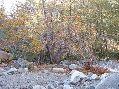 Icehouse Canyon in the San Gabriel Mountains