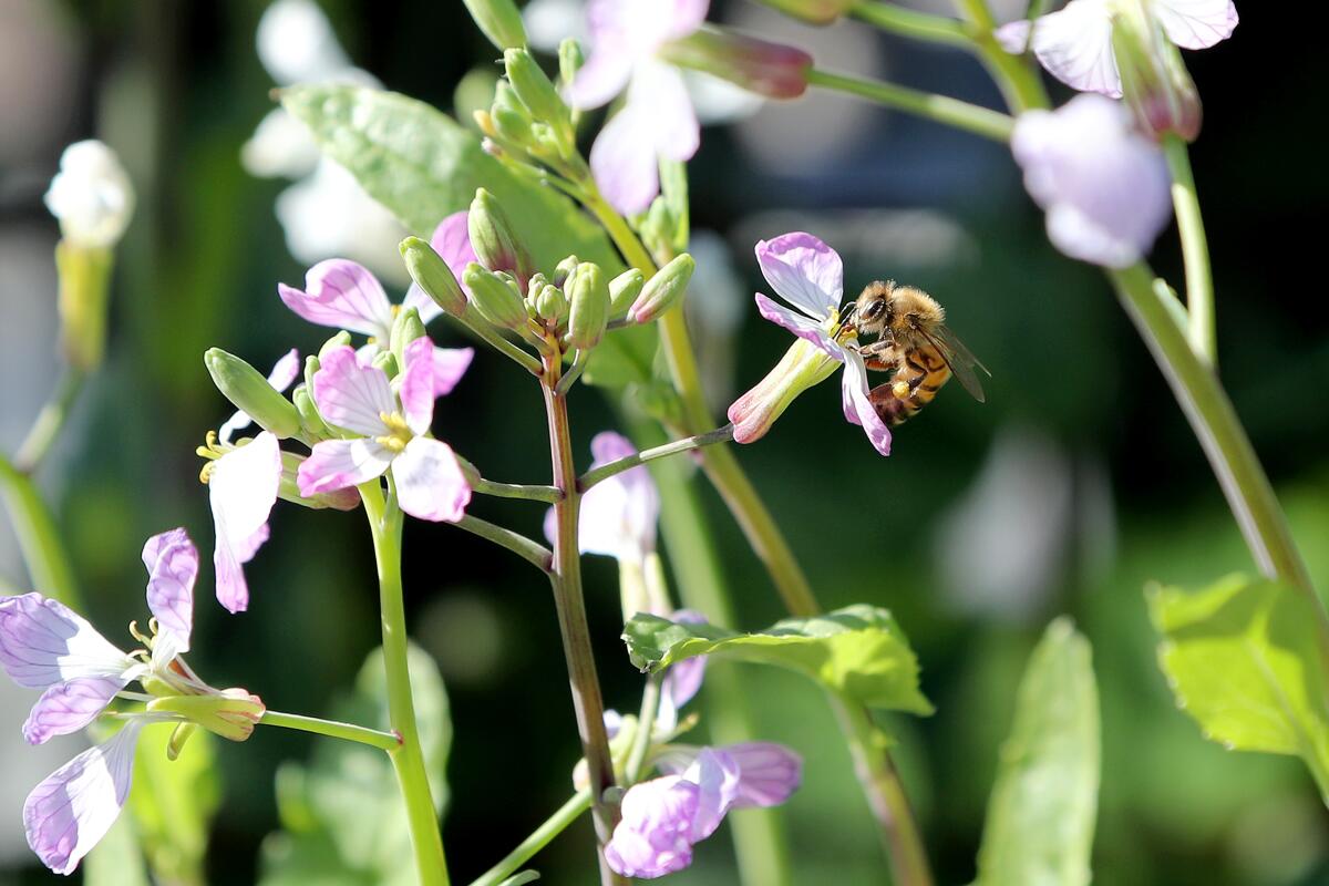A bee collects nectar from a flower grown in the garden at Poppy & Seed in Anaheim.