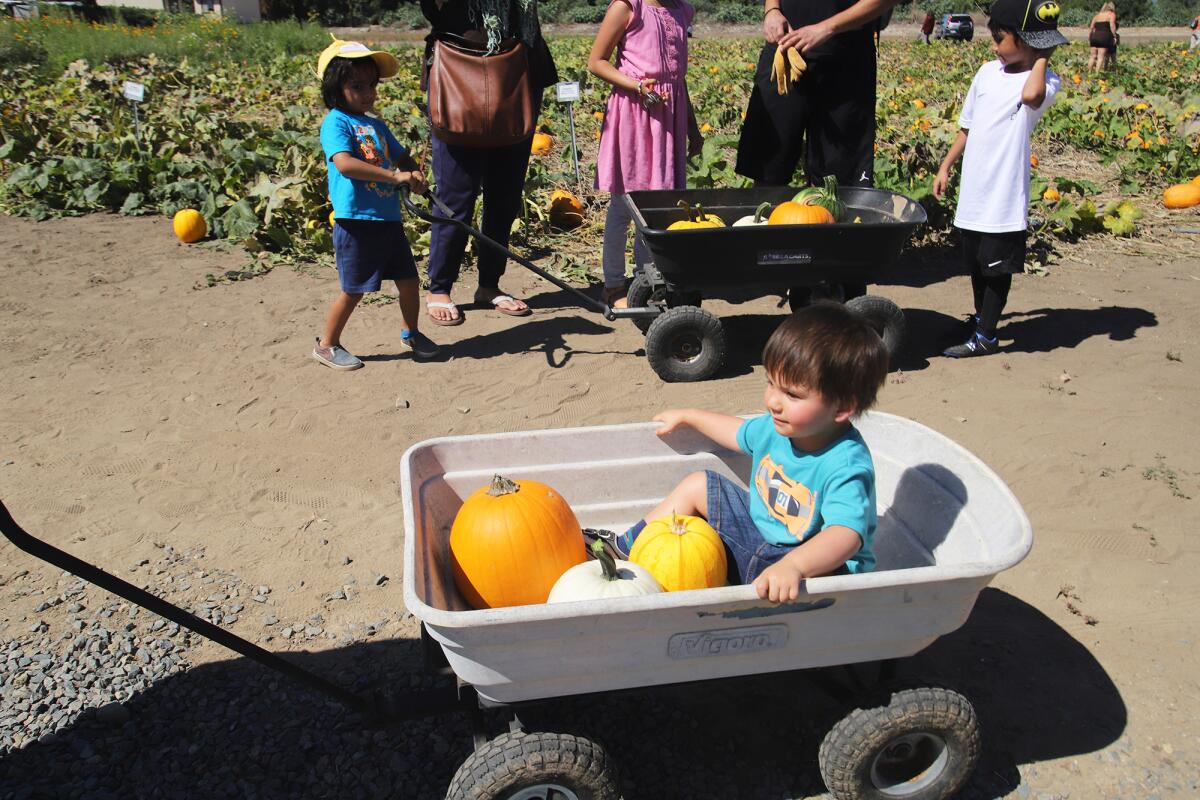Christopher Arias, 2, of San Juan Capistrano, gets a ride after picking pumpkins.