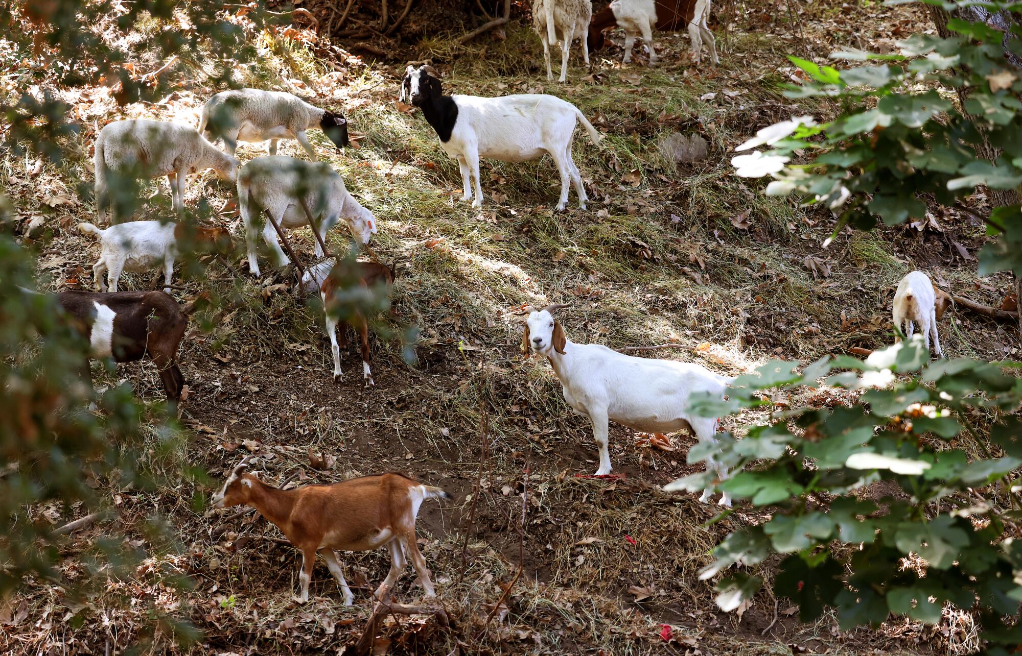 Many goats stand on a hillside.