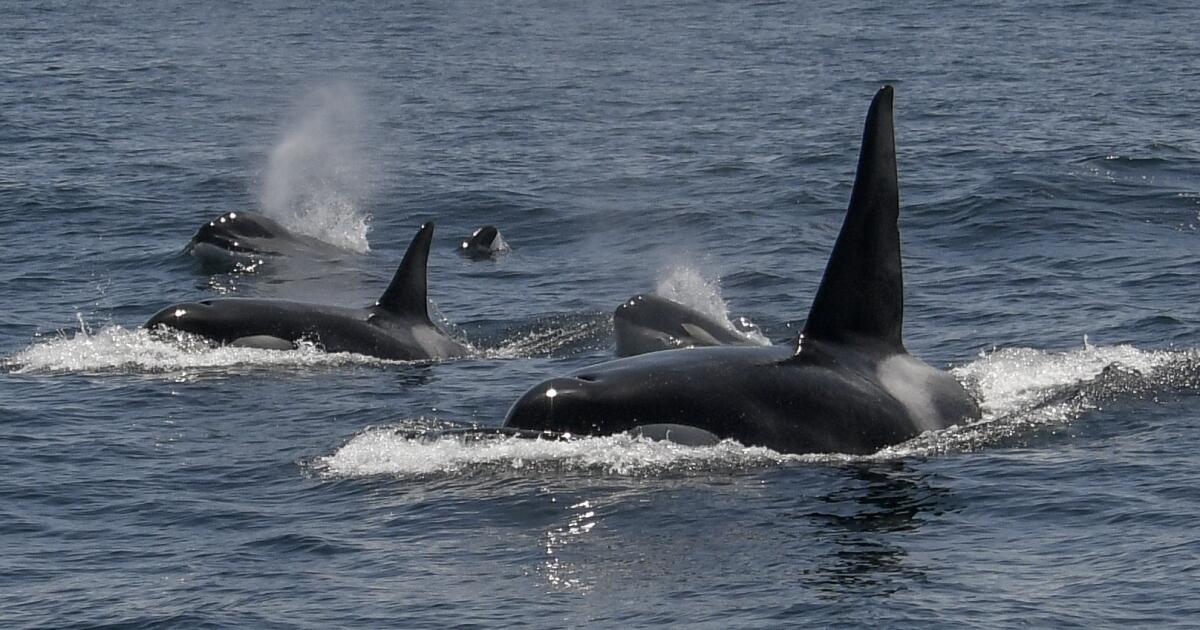 Scientists say these killer whales are distinct species. It could save them