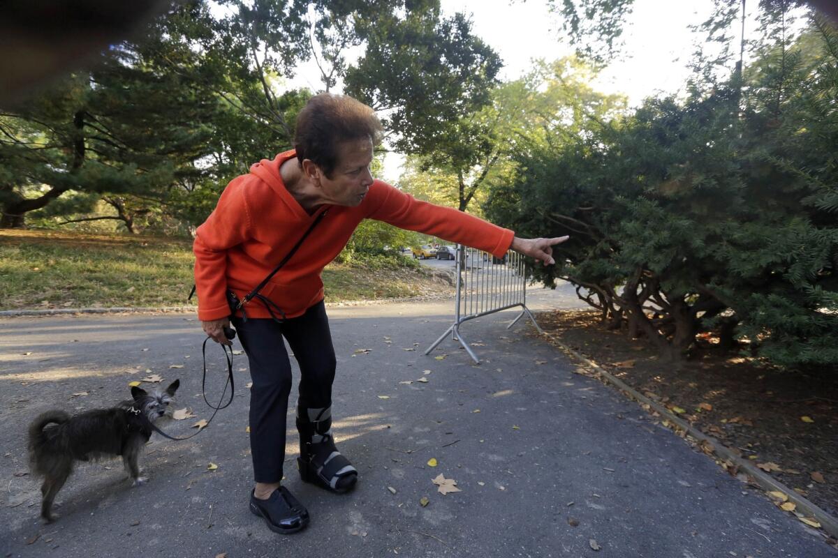 Florence Slatkin, with dog Paco, points to the spot where she and other dog-walkers found a dead bear cub on Monday in New York's Central Park.