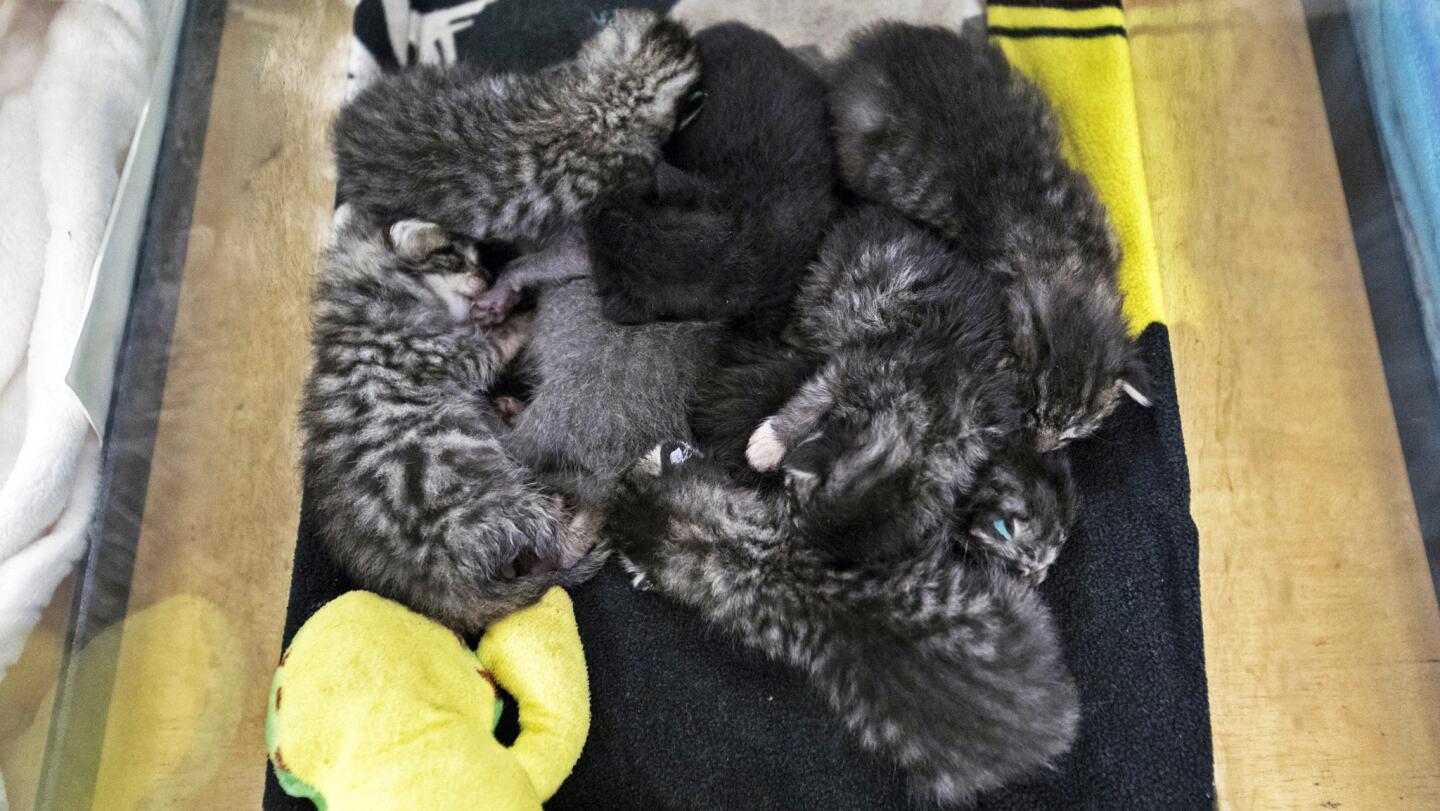 Inside a no-kill kitten nursery