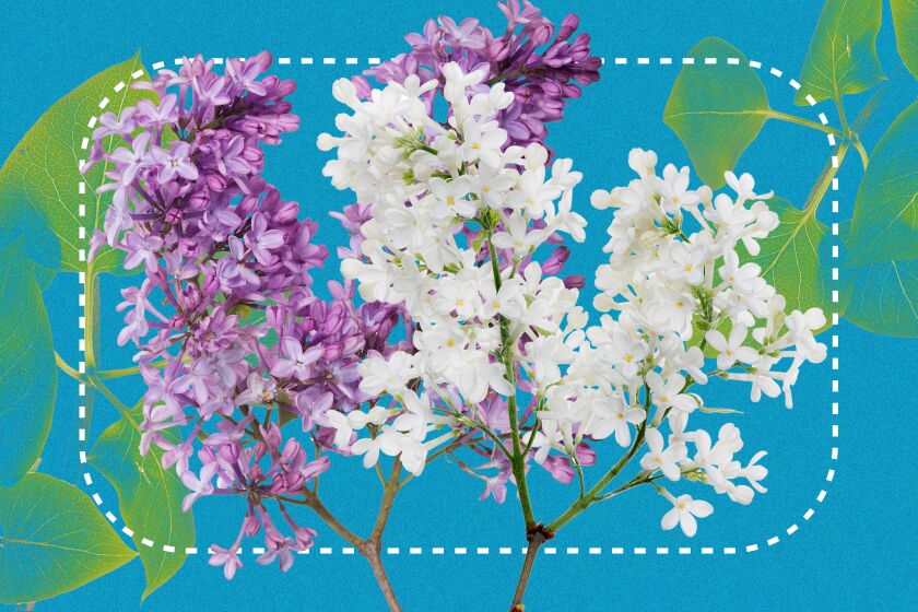 Photo illustration of a bouquet of purple and white lilacs 