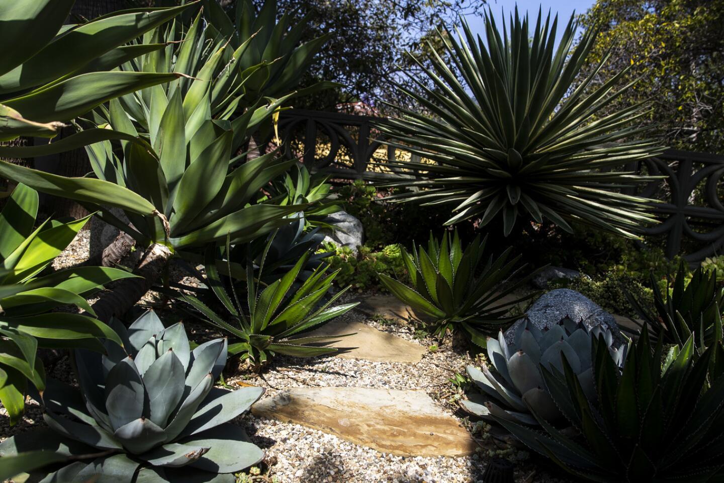 A new drought-friendly garden for their new Mid-century Modern home