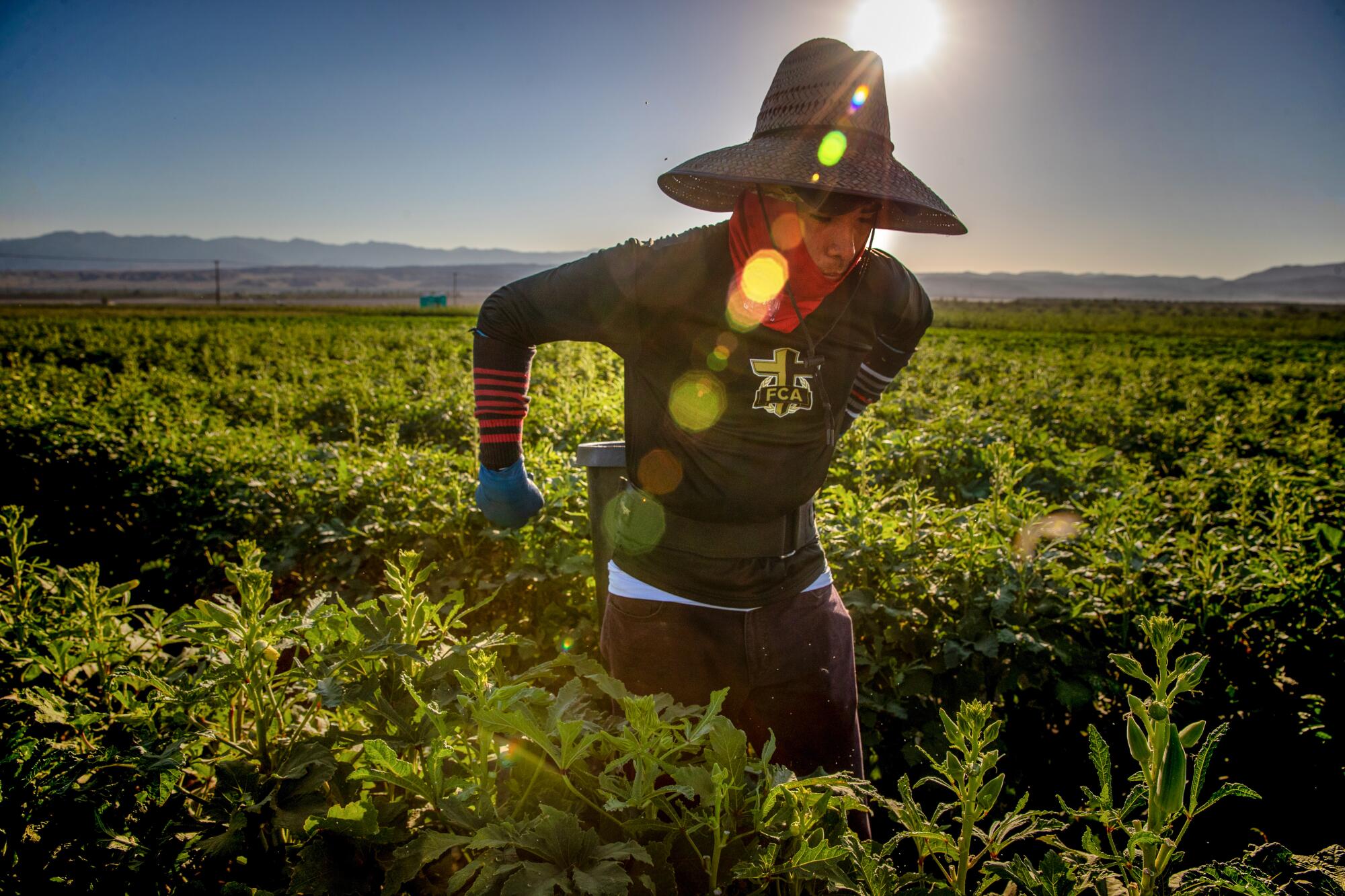 A farm worker labors in a field. 