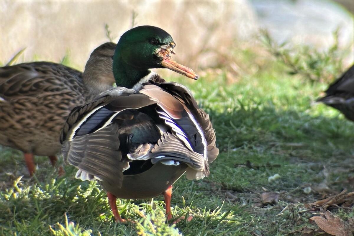 A male mallard is seen with a severe bill injury at Mile Square Regional Park in Fountain Valley.