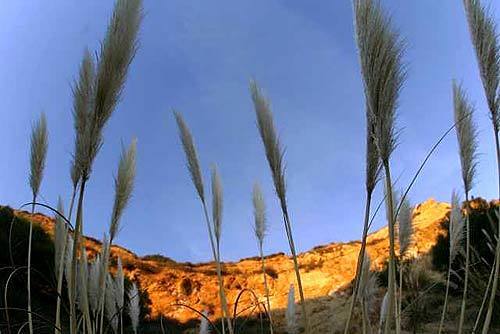 The 163-acre Forrestal Canyon is part of the sprawling Portuguese Bend Nature Preserve. Conservation groups hope to expand the preserve's total size to 1,400 acres.