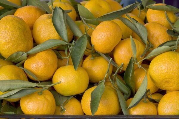 Owari satsuma mandarins