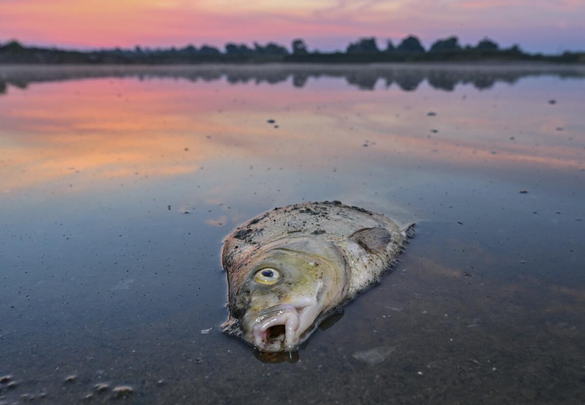 Dead fish lying in river