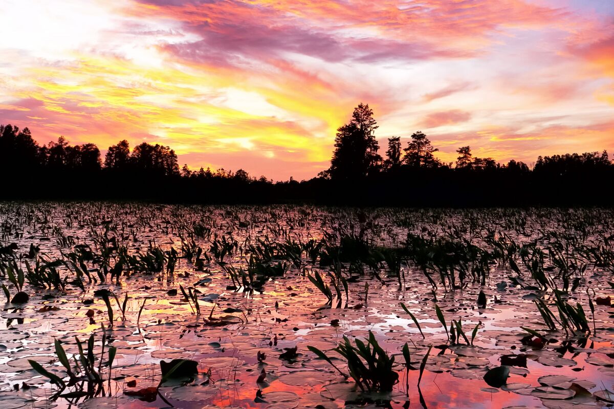 Sunset with water lilies, Okefenokee Swamp, Georgia.