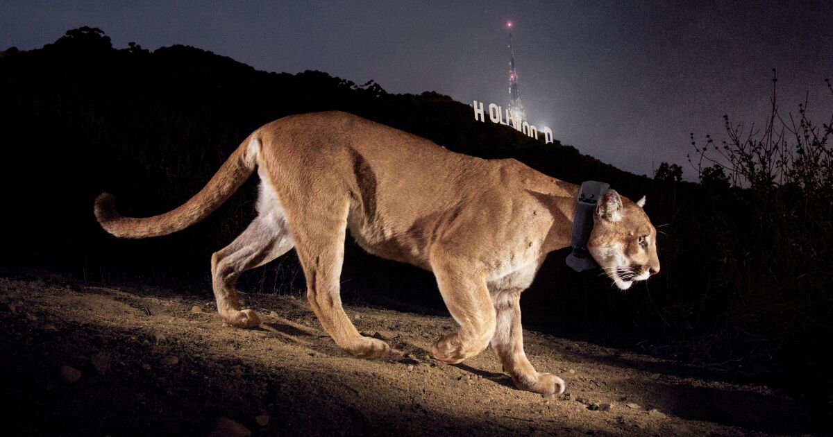 Los Angeles’ın ünlü dağ aslanı P-22 öldü
