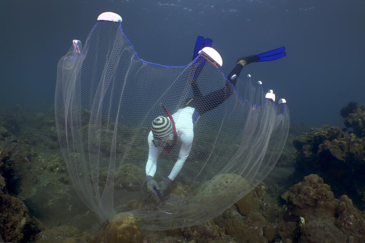 Sparkling fish, murky methods: the global aquarium trade - The San Diego  Union-Tribune