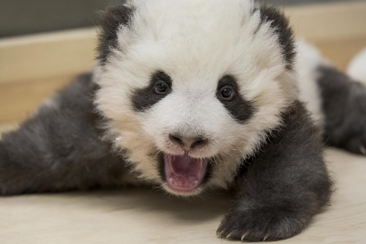 One of the two panda cubs at Zoo Berlin in Berlin, Germany. 