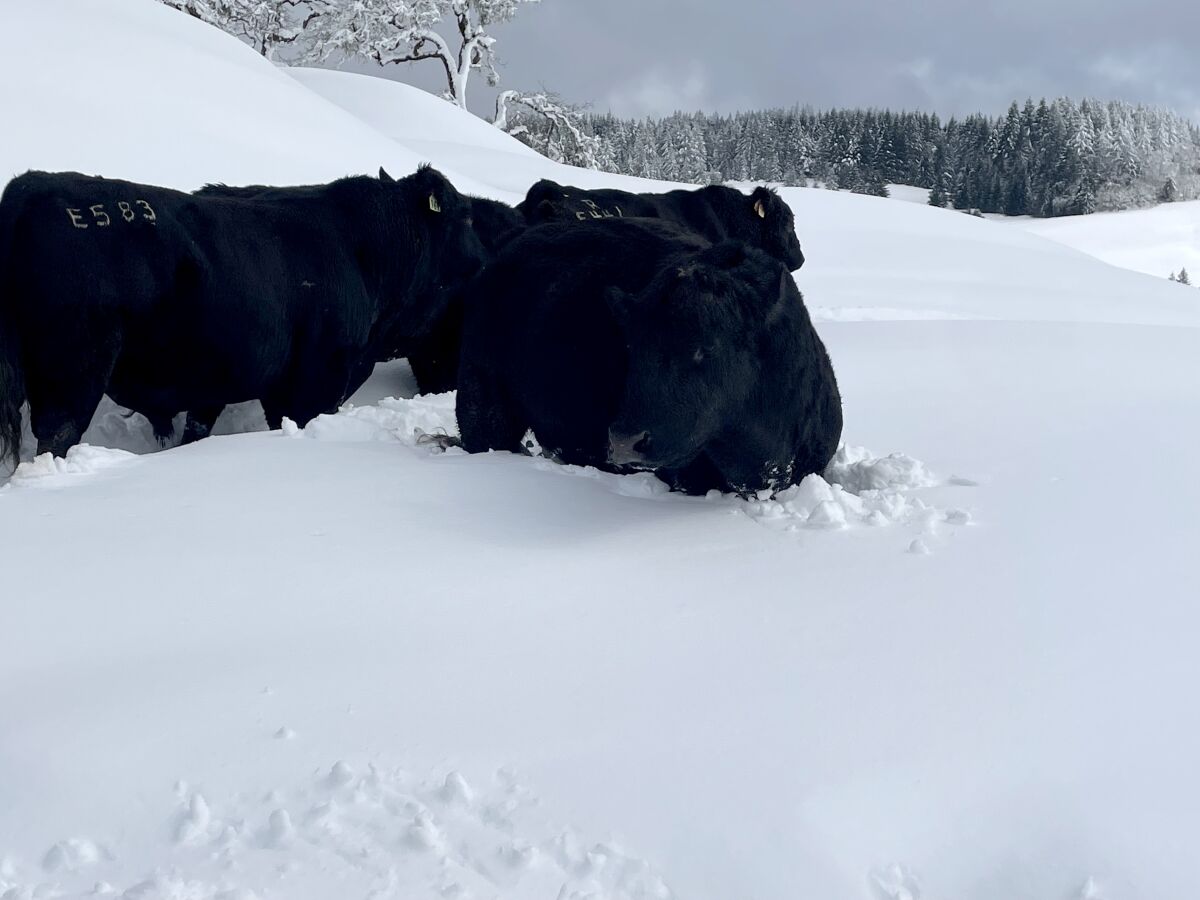 Black cattle huddle on a hillside with heavy snow.